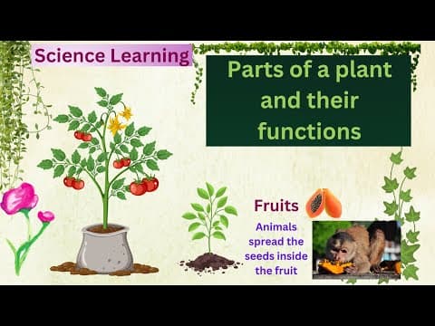 Science Learning : Parts Of A Plant And Their Functions