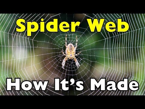 This Is How Spiders Build Webs… And It’s Way Smarter Than You Think