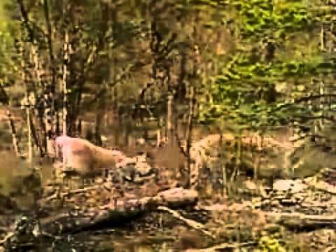 Life in the Polar Regions