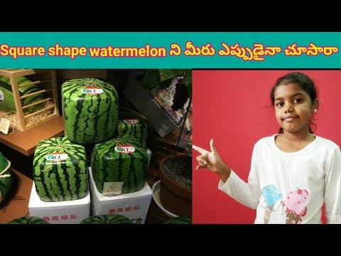 Square shape watermelon - పుచ్చకాయ - how to grow square shape - intresting facts - telugu education videos