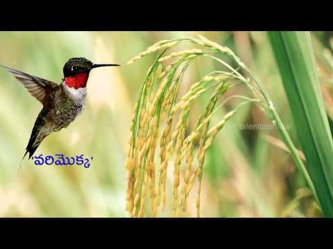 Podupu kathalu telugu riddles episode 12