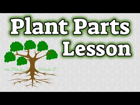 Plant parts and their functions - classroom video edition