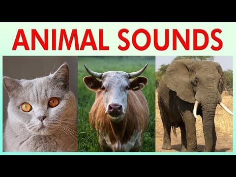 ANIMAL SOUNDS COMPILATION for Preschoolers Kindergarten