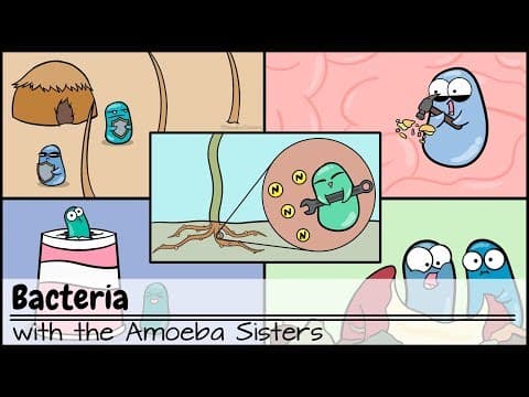 Bacteria