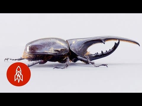 The Small, but Mighty, Hercules Beetle