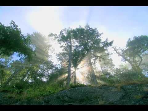 What is the rainforest