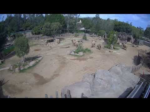 African elephants form an alert circle during a San Diego earthquake
