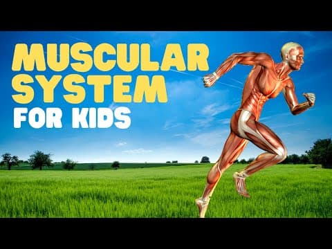 Muscular system for kids - muscles for kids - a fun intro to the muscular system
