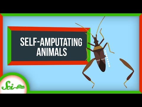 Why Animals Keep Self-Amputating