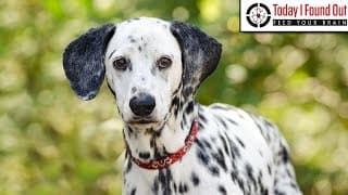 Why are Dalmatians the Traditional Dog of Choice at Fire Stations