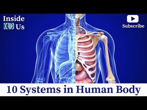 Human Organ Systems Anatomy | 10 Systems in Human Body 3D Animation Video