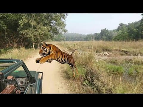जब अचानक सामने आ गये खूंखार जानवर😮| Animal Encounter | @theviralnama