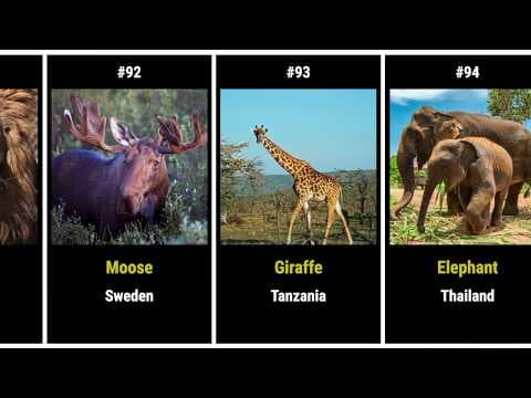 100 national animals around the world