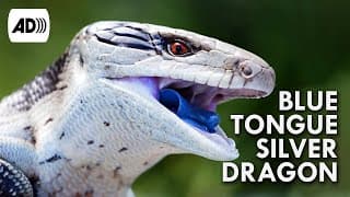 Blue Tongued Skink  |Described Video