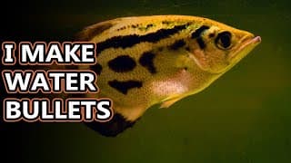 Archerfish facts |the Robin Hood of fish
