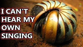 Pill Millipede facts | they look like roly polies but aren't