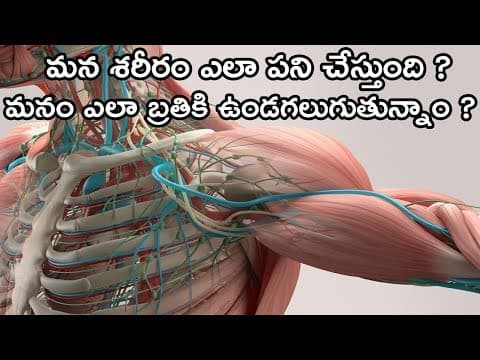 Main Functions Of Human Body Explained In Telugu