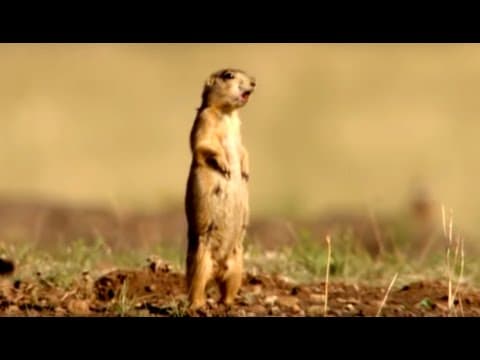 Prairie Dogs Warning Each Other of Danger Natural World