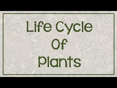 Plant Life Cycle