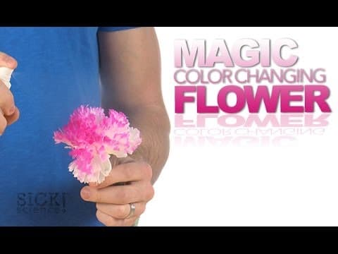 Magic Color Changing Flower - Sick Science! #177