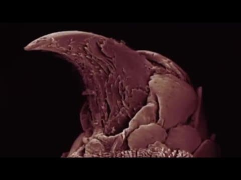 Sticky Gecko Feet | Space Age Reptiles