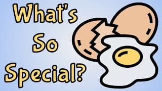 What is So Special About Eggs|A Brief Analysis