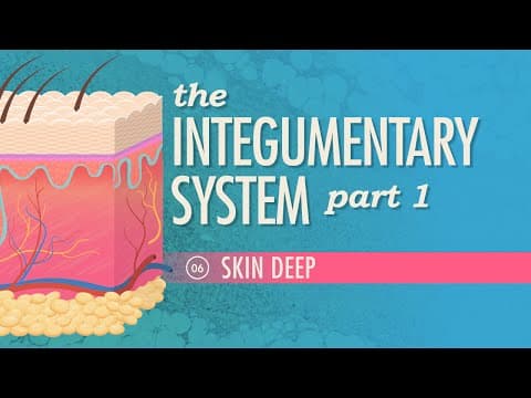 The Integumentary System, Part 1 - Skin Deep: Crash Course Anatomy & Physiology #6 - YouTube