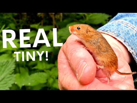 Are Americas backyard opossums our disease-prevention heroes