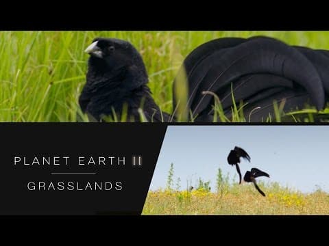 Widow birds bounce for attention - Planet Earth II: Grasslands - BBC