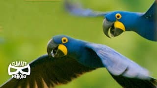 Hyacinth Macaws Run a Unique Seed Distribution Service | Wild to Know