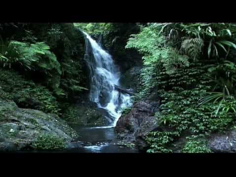 Rainforest |Beneath the Canopy Part 03