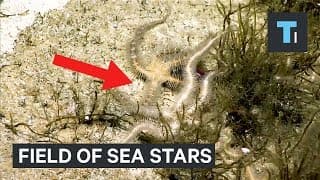 Field Of Sea Stars Is Actually A Death Trap Scientists Never Saw Coming