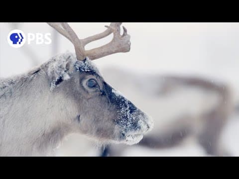 Monkey slug caterpillar or hairy tarantula spider