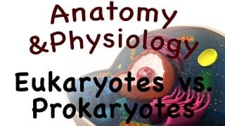 The Human Cell Eukaryotes vs Prokaryotes
