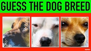 GUESS THE DOG BREED QUIZ