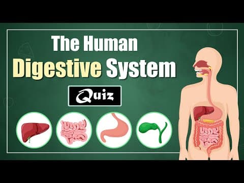 The Human Digestive System Quiz for Kids! Learn About Digestive Organs & Their Functions