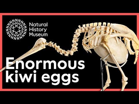 Why is the kiwi egg so big? | Surprising Science