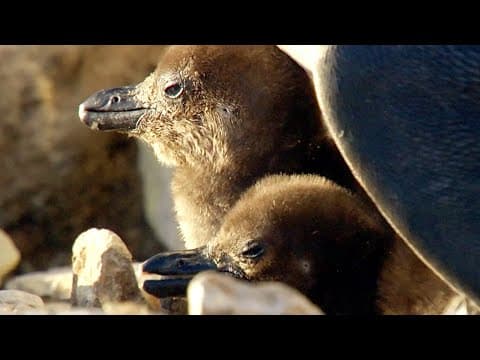 Rescuing abandoned African penguin chicks with SANCCOB