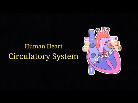 Human heart - Circulatory system , pathway of blood for all classes | simple explanation