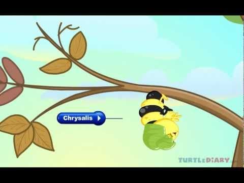 The Butterfly Life Cycle INCREDIBLE Science for Kids!