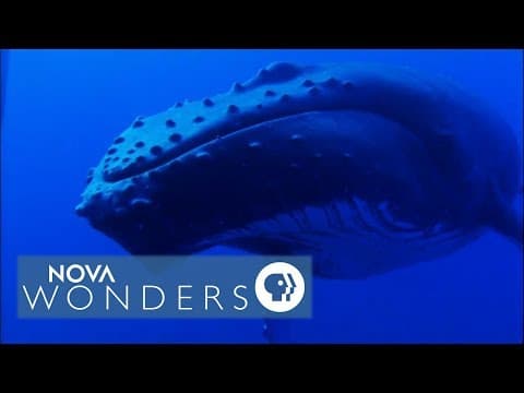 Whale Songs in the South Pacific