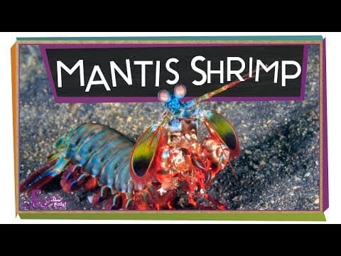 The Fastest Punch in the World