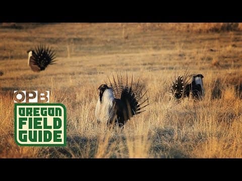 Strutting, puffing, and popping|The sage grouses mating call