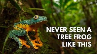 Most Beautiful Tree Frog in the World