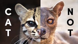 The Species Most Closely Related To Cats