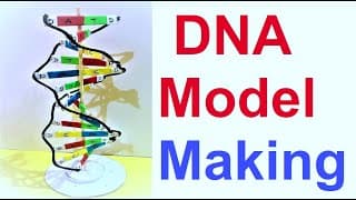 dna model making project 3d | diy | science project