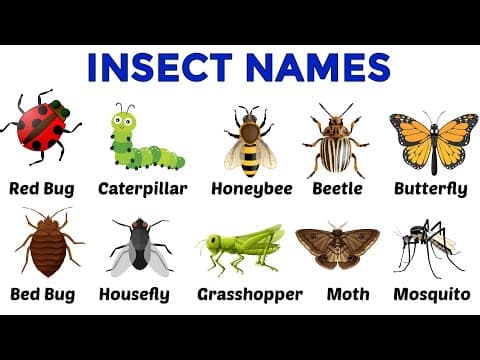 Insects | Insects Name | Insects name in english | Learn Insects | Kids Learning Videos | #insects