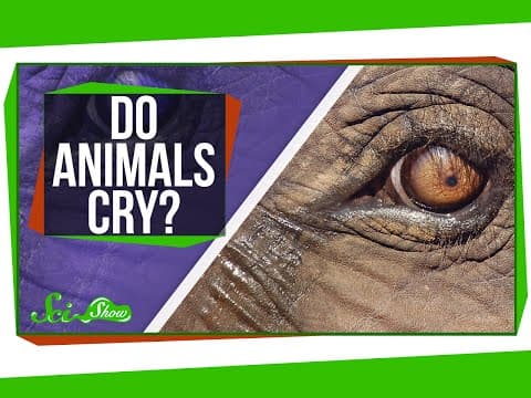 Do Animals Cry? - YouTube