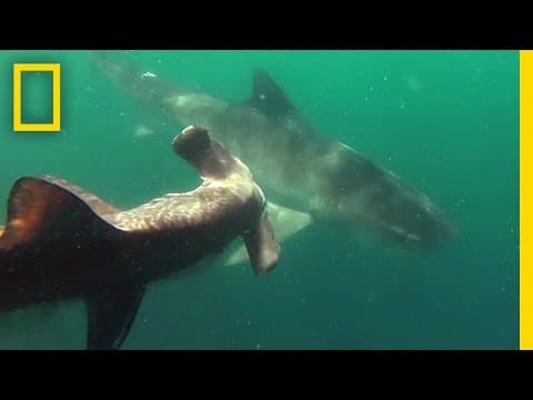 Tiger Shark vs. Hammerhead Shark