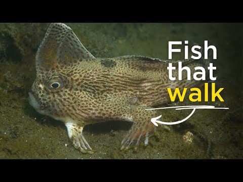 Fish that walk